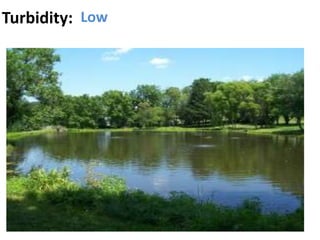Turbidity: Low
 