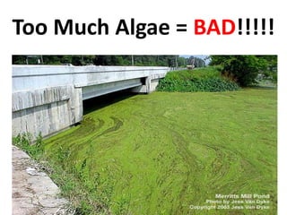 Too Much Algae = BAD!!!!!
 