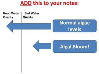 ADD this to your notes:
Good Water  Bad Water
Quality    Quality
                         Normal algae
                            levels


                         Algal Bloom!
 
