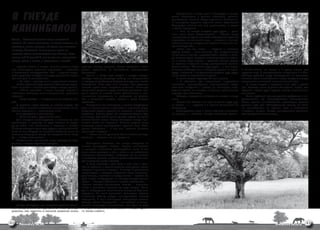 В ГНЕЗДЕ
                                                                                                                 Вернувшись в конце июня в Петербург, я немед-
                                                                                                             ленно созвонился с давним знакомым, ученым-
                                                                                                             орнитологом Иваном Владимировичем Ильинским.
                                                                                                             В последнем издании Красной книги Российской


КАННИБАЛОВ
                                                                                                             Федерации именно его имя упоминалось в статье
                                                                                                             о малом подорлике.
                                                                                                                 — Они не всегда съедают друг друга, — успо-
                                                                                                             коил меня Иван Владимирович, — Только когда
                                                                                                             в результате засушливого лета наблюдается крайний
Земля… крохотный сгусток среди бескрайней                                                                    недостаток их основной пищи — лягушек и мышей,
пустоты. не самая маленькая, не самая большая, но,                                                           сильный птенец нападает на слабого. Иначе они мо-
бесспорно, самая красиВая, ты даВно уже Вылетела                                                             гут погибнуть оба.
иЗ гнеЗда Вселенной. В стае других планет ты
                                                                                                                 «Почти как мы, люди», — подумал я, положив
                                                                                                             трубку. Гнездо — наша планета. Мы, вылупившиеся
кружишь Вокруг обогреВающего тебя солнца. куда                                                               не так давно птенцы, представители востока и запа-
летишь ты? и Зачем? и мир ли это или бесконечная                                                             да, разных стран, народов, вероисповедания сидим,
борьба, Война с иными, с подобными, с собой?                                                                 не в силах пока взмыть в далекий космос. Ходим
                                                                                                             по одному и тому же гнезду, расправляем крылья.
    «Орлята» стояли в гнезде, словно снежные люди      крупную охапку хвороста. Место оказалось нелю-        Потягиваемся. Обнимаем друг друга… я это видел.
или застигнутые врасплох медвежата — лохматые          димое, удаленное от ближайших вымирающих              Я часами наблюдал это с соседнего дерева. А потом,   У самой земли, на ветках и в траве висели два
и бесконечно возмущенные: «Мы — хищные птицы.          деревушек.                                            вдруг, внезапно и по-деловому съедаем друг друга     крупных пера. В растерянности направился я в бли-
Наши родители наводят на округу панический страх.          Как-то, в конце лета, усадив в старую мотоци-     из-за какой-то несчастной лягушки…                   жайшую дубовую рощу. Неожиданно из травостоя
Это наш дом. А кто такой ты?»                          клетную люльку дворовую собаку, мы отправились            Я вновь открыл Красную Книгу и прочел:           взмыла и ушла в лес большая птица, откуда-то сверху
    — Ты кто? — крикнул мне в лицо самый смелый.       в поездку по ухабистому бездорожью дальних полей.         «…В областях, где численность продолжает         послышался знакомый взволнованный крик.
    Чтобы казаться внушительнее, оба птенца подня-     Последнюю часть пути шли пешком. Пес радостно         снижаться, целесообразны строительство искус-            В конце августа я вернулся в эти края в третий
лись «на дыбы» и широко распахнули плащи-крылья.       носился вдоль леса, вспугивая рябчиков. Логовище      ственных гнездовий и работы по вольерной пере-       раз. Проходя мимо деревни Свинухово, видел, как
    — Зачем пришел? — снова крикнул первый и           птицы было устроено среди плотного древостоя, мет-    держке одного из птенцов в течение критического      кружили, играли друг с другом четыре мощных хищ-
попытался столкнуть меня неокрепшими крыльями          рах в сорока от чистого места. Облачившись в аль-     периода каннибализма».                               ных птицы.
с дерева.                                              пинистское снаряжение, я взобрался на дерево.             Молодые подорлики вылетают из гнезда в конце         Лишь глубокой осенью удалось добраться с ви-
    — Уходи отсюда! — высунулся из-за первого вто-     Как и следовало ожидать, гнездо в конце августа       июля.                                                деозаписями до Петербургского Университета.
рой.                                                   пустовало.                                                «Успеть бы! Может, они еще не успели друг дру-   После долгих внимательных просмотров ученые
    Я перевел видео-камеру на птенца-лидера. Он            Вернувшись на псковщину в начале следующего       га съесть…», — подумал я и срочно отправился на      удивили еще раз. Обнаруженные птенцы не были
хотел, было, сказать в объектив веское слово, но го-   лета, я первым делом направился к памятной роще.      псковщину.                                           ни каннибалами, ни орлами, хотя и относились
лос его сорвался и… послышался писк.                   Пару часов бродил кругами по чащобам и заросшим           Двенадцатого июля я вновь подошел к знакомо-     к хищным птицам. Гнездо принадлежало довольно
    Я не удержался и рассмеялся:                       просекам. Вконец устал, но гнездовое дерево буд-      му дереву и… обомлел. Гнездо оказалось пустым.       распространенному канюку…
    — Да ты же осип, дурачок! Ты осип…                 то сгинуло. Уже отчаявшись, увидел издали на яркой
    Дав птенцам повозмущаться и немного ко мне         листве белый помет. Снизу обитатели гнезда при-
привыкнуть, я протянул им руку. Смелые за секун-       знаков жизни не выдавали. Помимо хищных птиц,
ду до этого, они попятились и вжались в гнездо.        логовище могло принадлежать крупной сове. Осто-
Я слегка погладил пушистую грудку и крылья ближай-     рожно забираюсь — и вот они, пуховые комочки
шего из них. Высунув от сильного волнения язык, он     величиной с ладонь.
отчаянно обернулся назад. Но отступать было неку-          — Какие же вы пушистые! Точно плюшевые мед-
да — гнездо закончилось.                               вежонки, — сказал я им на прощание.
    Испугавшись, что птенцы могут прыгнуть от стра-
ха вниз, я скорее спустился с дерева.                      Измерения показали, что гнездо находится на
                                                       высоте тринадцати метров. Первое знакомство
                                                       с птенцами состоялось двенадцатого июня. С тех
                                                       пор я часто приходил к ним в гости и, во избежание
                                                       излишнего беспокойства, наблюдал за их жизнью
                                                       с соседнего дерева, повесив даже специально сши-
                                                       тую защитного цвета палатку.
                                                           К тому моменту я уже знал о том, что в отли-
                                                       чие от орланов и прочих хищных птиц цевка орлов
                                                       покрыта перьевым нарядом. Памятуя о роскошных
                                                       «шароварах», в которых встречали меня взрослею-
                                                       щие птенцы, я пришел к выводу, что это — орлята. Из
                                                       трех видов гнездящихся на северо-западе России
                                                       орлов — беркута, большого и малого подорликов —
                                                       первый отпадал однозначно. Беркут — огромная
                                                       птица с размахом крыльев до двух метров. Отпа-
                                                       дал и гнездящийся значительно севернее большой
                                                       подорлик. По всем приметам, размерам, ареалу,
                                                       внешнему облику гнездо принадлежало малому
                                                       подорлику. И тут я обнаружил интересную деталь.
                                                       Птенцы малых подорликов… каннибалы. В специ-
   Гнездо обнаружил при отведении делянки Юрий,        альной литературе описывалось, как один из двух
мой сосед-лесник. За годы работы лишь однажды          птенцов непременно заклевывает и съедает друго-
довелось ему заметить в высокой развилке осины         го, более слабого.



62   PSkOvSkAIA OBLAST                                                                                                                                                                     ПСкОвСкАЯ ОБЛАСТЬ
                                                                                                                                                                                                                   63
 