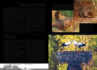 РЕДКАЯ ВСТРЕЧА
                                                                                                                   Но знаем мы и о дружбе человека со зверем, об
                                                                                                               альтруизме между животными. И когда мы слышим
                                                                                                               о том, как выталкивают на поверхность своего ра-
                                                                                                               неного товарища киты, как кормят соплеменники
     Той весной свирские леса долго не могли сбросить   по траве хвостом хлестать. Мне бы отступить. Но        потерявшую хобот слониху, как-то стыдно поступать
 тяжелые оковы подтаявшего снега. И вдруг бреду-        очень уж редкая удача выпала. Подошел я к нему         иначе нам, людям. В последнее время мы часто гово-
 щая вялой поступью весна перешла на галоп, внеся       поближе, с солнечной стороны. И едва только кос-       рим о напряженности в мире, о конфликтах в семье,
 в сонный лес веселую сумятицу обновления. Раста-       нулась его моя длинная утренняя тень, хлопнул он
 яли и поплыли по морщинам окопов заледеневшие          в ярости хвостом и, словно отпущенная пружина, ри-
 отпечатки медвежьих лап. Проступили из-под белых       нулся в атаку! Едва успел я отшатнуться и на кнопку
 шапок зеленые веснушки. Я уезжал из Нижнесвирско-      нажать. Так и вышел бобр на снимке — летит, жел-
 го государственного заповедника и в свете только что   тый оскал, раскинутые лапы и хвост трубой. Только
 взошедшего солнца делал последние кадры остано-        не страшно это. Скорее, комично. Так бросается за-
 вившихся на пролете гусей. В мощный объектив было      жатый в угол маленький котенок. Здесь — дикий
 хорошо видно, как несколько сотен птиц неторопливо     зверь, одним движением резцов перекусывающий
 пощипывают молодую траву, приветствуя дружным          толстую палку. И оттого к комичности примешивает-
 гоготанием все новые стаи, как вдруг в двух шагах от   ся чувство неловкости и вины, нашей человеческой
 меня по кромке поля неторопливо прошествовал...        вины перед гордым и красивым зверем.
 бобр! Плоды труда этого неутомимого труженика ви-          Понял он меня. Сел под куст, долго принюхивал-
 дели многие. Но наблюдать ночного зверя в светлое      ся и... рядом со мной спокойно занялся утренним
 время в километре от воды и построенной им плоти-      туалетом. Через полчаса подъехала машина. Мы от-
 ны — случай редчайший.                                 правились по домам. Бобр — на построенную им
     Пока я подхватил другую камеру, бобр-скиталец      плотину, я — в Петербург. Несмотря на напряжение
 уковылял далеко вперед. Вышел я к нему. Оборачи-       первой встречи, мы стали друг к другу ближе. Я по-                                                          об обилии зла. Но вот привычная
 вается. Глазки маленькие, не понять ему сразу — то     чувствовал характер бобра, его внутренний строй,                                                            картина: поле, кол с цепью, накло-
 ли я тоже бобр, то ли медведь-шатун. А может, из       перепады настроения, чувство собственного до-                                                               нивший в нашу сторону безрогий лоб
 тех двуногих, что ходят косяками к его хатке —         стоинства. И я понял, что бобр — тот же человек,                                                            набычившийся теленок.
 спать не дают. Да еще какой-то штукой ему в лицо       носящий иное обличие.                                                                                          — Какой агрессивный! — гово-
 щелкает. Начал бобр сердиться. В привычной сти-            В каждом живом существе — человеке ли, зве-                                                             рим мы друг другу, забыв о том, что,
 хии махнул по воде хвостом-лопатой — и нет его.        ре — заложены темное и светлое начала. Даже                                                                 быть может, в очередной раз сами
 Здесь же досадно ему и неловко — вроде я его           домашний щенок способен отплатить обидой за                                                                 перешли некую тонкую незримую
 с поличным поймал и к стене прижал. Принялся он        обиду.                                                                                                      грань…




 ТРОИЦА
    На рассвете мы вырвались из полусонных объ-             На российских просторах гнездятся три вида аи-
 ятий сосновых лесов Кургальского полуострова.          стов: черный, дальневосточный и белый. Последний
 Сделав петлю в район Усть-Лужского порта, минова-      наиболее обычен. Самые старые из отмеченных нами
 ли болотистые окрестности Нарвского водохрани-         гнезд относятся к шестидесятым годам. Причина про-
 лища, забравшись в развесистый куст деревень,          заична: массовое строительство водонапорных башен.
 окаймляющих озеро Самро.                               Кроме того, плавное перетекание птиц в пределах соб-
    Подобно путающему следы зайцу, мы петляем           ственного ареала — обычное периодическое явление.
 среди дорожных развилок, ненадолго останавлива-        В настоящее время белые аисты, ареал которых про-
 ясь в деревушках с очаровательными названиями:         стирается от Европы и Северной Африки до Средней
 Жаворонок, Дубок, Лужица, Бор. Мы задаем мест-         Азии, активно заселяют северо-запад России.
 ным жителям один и тот же вопрос:                          В отличие от востока, где аисты часто гнездятся
    — Гнездятся ли у вас белые аисты?                   в черте городов, северные мегаполисы наподобие
    Ответы разные. Большинство сразу указывают          Санкт-Петербурга не привлекают их внимания. А жаль.
 на увенчанные характерными шапками хвороста            Символизирующая рождение новой жизни белая пти-
 водонапорную башню, столб или одиноко стоящее          ца является той соломинкой, за которую хватается
 дерево. Другие недоверчиво мнутся. Третьи по-          наше измученное сознание. Среди опрошенных дере-
 деревенски напрямую предостерегают нас против          венских жителей мы не встретили равнодушных.
 дурных намерений в отношении их любимцев.                  … Дорога убегает вдаль. Мы отмечаем все новые
    Мы объясняем цель нашей маленькой экспе-            гнезда. Некоторые неожиданны — на высоковольт-
 диции: провести учет обжитых и покинутых гнезд,        ной линии электропередач, трубе сгоревшего дома.
 зафиксировать длительность гнездования и количе-           За поворотом к озеру Долгое открывается пано-
 ство выведенных птенцов.                               рама деревни Заручье. Рядом с восстанавливаемой
    Обилие аистов поражает. В каждой деревне            церковью — полуразрушенная часовня. Вместо кре-
 одно-два гнезда. Зачастую еще издали видны паря-       ста — обжитое гнездо с тремя аистятами. Вероятно,
 щие в восходящих потоках воздуха белые гиганты.        в ближайшее время крест займет законное ме-
 Иногда кормящиеся на окрестных сенокосах аисты         сто, а гнездо будет перенесено. Впрочем, так ли они
 слетаются в хоровод из десятков особей. Тем време-     различны — символы православия и зарождения че-
 нем птенцы терпеливо ждут своих родителей.             ловеческой жизни.



64    LEnInGRAD OBLAST
 