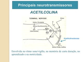 ACETILCOLINA
Principais neurotransmissores
Envolvida no ritmo sono/vigília, na memória de curta duração, no
aprendizado e na motricidade.
Acetilcolinesterase
 