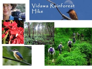 Vidawa Rainforest
Hike
 