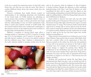 in the city to specify the nutritional content of their kids’ meals
before they can offer free toys with the meals. This effort to
combat childhood obesity shows that science clearly does mix
with politics.
However, combating these deadly diseases requires an
understanding of the underlying physiology and metabolism
of the human body. At UCSD, students are embarking on
various projects that contribute to Michelle Obama’s vision of
a healthier nation. The steps to disease prevention must begin
with the understanding of how our body’s mechanisms work,
which is exactly what students’ research at UCSD entails. The
two featured students below seek to understand a small aspect of
this immense universe of the cardiovascular system in relation to
the physiology and metabolism of our body.
Diabetes, a condition of elevated blood sugar, affects a
stunning number of Americans. In 2010, 11 percent of people
ages 20 to 65 had diabetes, and 27 percent of people age 65
and older had the condition. It occurs in two distinct variations
that have different causes. Type 1 diabetes is characterized by
the body’s inherent inability to produce insulin from the beta
cells of the pancreas, while the hallmark of Type II diabetes
is insulin resistance. Despite the difference in their underlying
pathophysiology, both Type I and Type II diabetes are often
exacerbated by diets rich in sugars and fats. Based on this
understanding, undergraduate researcher Di Fang found a unique
angle for tackling diabetes at Dr. Gen-Sheng Feng’s laboratory in
the UCSD School of Medicine.
Fang worked to discover how beta cells, the cells which
produce insulin, grow in the pancreas. The amount of sugar in our
blood must be kept under tight control because sugar is our main
chemical source of energy. The hormone insulin controls blood
sugar level by causing cells to remove glucose from the blood.
One common treatment for diabetes involves the administration
of exogenous insulin. Diabetics can take insulin from an outside
source to make up for the fact that their bodies have trouble
making or responding to it.
Fang’s research concentrated on an exciting new way to treat
Type I diabetes. Fang worked with an enzyme called Shp2, which
may have a positive effect on the regeneration of beta cells.
Previous research on the subject has shown that the population
of beta cells in the pancreas can increase if the body is under
metabolic stress. For example, the metabolism of a pregnant
woman changes to support the growing fetus. During this
modification of her metabolism, new beta cells may grow and
make her body better regulate blood sugar levels. Fang tried to
determine how these new beta cells are generated and focused
specifically on whether or not there is a “link between beta cell
viability and Shp2.”
Working with postdoctoral scholar Dr. Jing Wang, Fang
hypothesized that Shp2 may play a role in causing beta cells to
grow in mice. Previous research at her lab demonstrated decreased
insulin secretion in Shp2-deficient cells. This means that, when
beta cells lack the Shp2 enzyme, they produce less insulin, which
could indicate that Shp2 has a direct influence on the survival of
beta cells. Fang sought to determine whether treatment with Shp2
14 UNDER THE SCOPE
Simple changes in diet and lifestyle can help lower an individual’s risk for
diabetes.
 