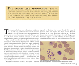 T
he scene described may seem to have come straight out
of Lord of the Rings, but the human body is very much like
a castle. Every day, it protects itself against microscopic
enemies such as viruses, bacteria and cancer cells. This past year
at UCSD, much research has been conducted on how these
pathogens launch an attack and how the body responds in defense.
New research has allowed us to better understand the
structure and genetic makeup of pathogens in order to develop
counter-measures against them. In the Virgil Woods and Joseph
Vinetz labs, undergraduate researchers attempted to identify and
create models of proteins involved in facilitating infection and
use them to ultimately create a drug or other defense mechanism.
Both Henry Guan and Patrick Hancock used mass spectrometry
to identify different viral proteins as a step towards determining
their structure. In another study, Brian Wong attempted “to map
antibody epitopes in order to design immunogens that boost
effective antiviral immune response.” Scientists believe that
identifying viral proteins will be key to creating effective drugs
against deadly viruses.
Researchers elsewhere at UCSD are taking a different
approach to identifying viral proteins through their study of
proteases, which are enzymes that digest proteins. Kenneth
Petterson of the Vinetz lab focused specifically on a prevalent
human disease: malaria. According to his study, the protease
Plasmepsin X plays a key role in helping the malaria parasite,
Plasmodium falciparum, infect the body. Students involved in this
The enemies are approaching. Some are
stealthily camouflaged and have already breached the barriers
of the castle, but the battle has only just begun. The fortress,
armed and ready for defense, sends countless counterattacks on
the enemy while keeping the walls fortified.
5IMMUNOLOGY & VIROLOGY
Photo courtesy of http://newsroom.ucr.edu/2262
Blood infected with malaria. Stained purple cells are infected with the parasites.
 