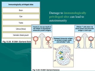 Damage to immunologically
privileged sites can lead to
autoimmunity
 