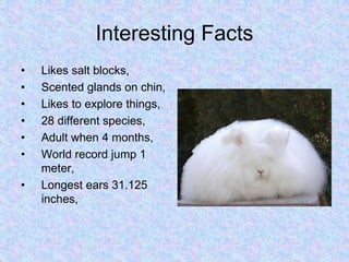 What Is Rabbit General Rabbit | PPTX