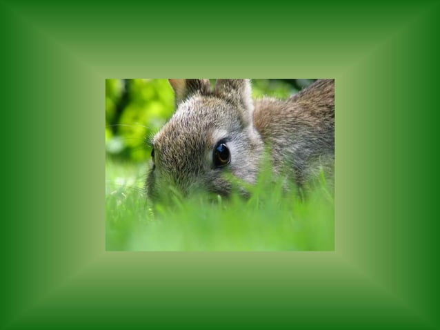 Rabbit | PPTX