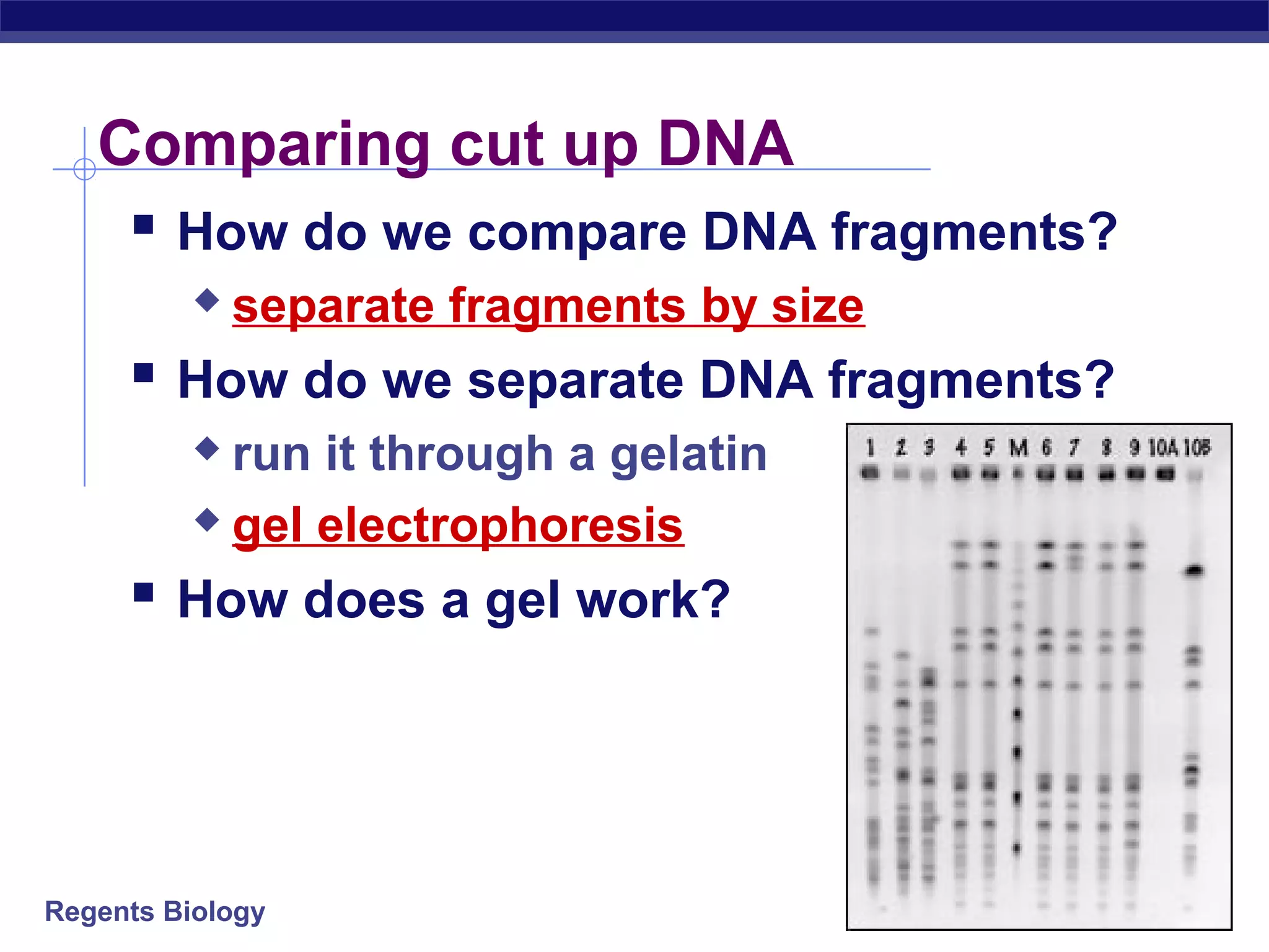 Dna Separation Gel Electrophoresis Notes | PPT