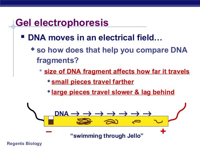  Gel Electrophoresis Notes