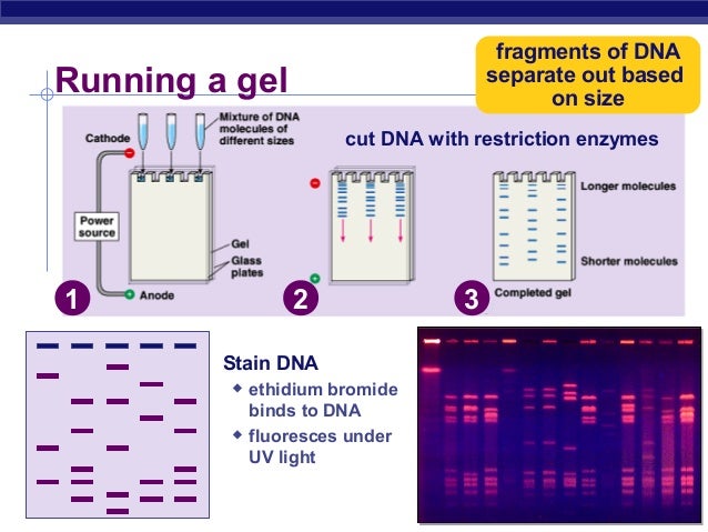 dna gel electrophoresis