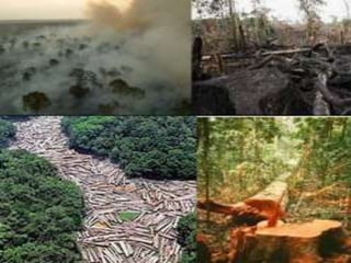 Domínio Morfoclimático da Amazônia - 31C