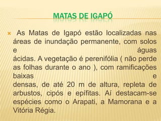MATAS DE IGAPÓ
 As Matas de Igapó estão localizadas nas
áreas de inundação permanente, com solos
e águas
ácidas. A vegetação é perenifólia ( não perde
as folhas durante o ano ), com ramificações
baixas e
densas, de até 20 m de altura, repleta de
arbustos, cipós e epífitas. Aí destacam-se
espécies como o Arapati, a Mamorana e a
Vitória Régia.
 