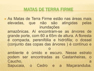 MATAS DE TERRA FIRME
 As Matas de Terra Firme estão nas áreas mais
elevadas, que não são atingidas pelas
inundações
amazônicas. Aí encontram-se as árvores de
grande porte, com 60 a 65m de altura. A floresta
é compacta, perenifólia e hidrófila; o dossel
(conjunto das copas das árvores ) é contínuo e
o
ambiente é úmido e escuro. Nesse estrato
podem ser encontradas as Castanheiras, o
Caucho, a
Sapucaia, o Cedro e a Maçaranduba.
 