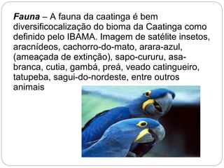 Fauna – A fauna da caatinga é bem
diversificocalização do bioma da Caatinga como
definido pelo IBAMA. Imagem de satélite insetos,
aracnídeos, cachorro-do-mato, arara-azul,
(ameaçada de extinção), sapo-cururu, asa-
branca, cutia, gambá, preá, veado catingueiro,
tatupeba, sagui-do-nordeste, entre outros
animais
 