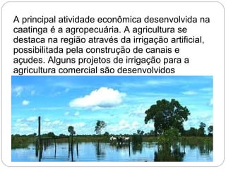 A principal atividade econômica desenvolvida na
caatinga é a agropecuária. A agricultura se
destaca na região através da irrigação artificial,
possibilitada pela construção de canais e
açudes. Alguns projetos de irrigação para a
agricultura comercial são desenvolvidos
 