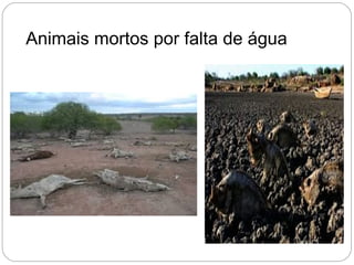 Animais mortos por falta de água
 