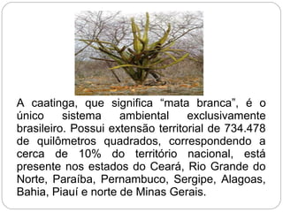 A caatinga, que significa “mata branca”, é o
único sistema ambiental exclusivamente
brasileiro. Possui extensão territorial de 734.478
de quilômetros quadrados, correspondendo a
cerca de 10% do território nacional, está
presente nos estados do Ceará, Rio Grande do
Norte, Paraíba, Pernambuco, Sergipe, Alagoas,
Bahia, Piauí e norte de Minas Gerais.
 