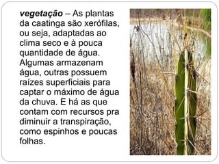 V
vegetação – As plantas
da caatinga são xerófilas,
ou seja, adaptadas ao
clima seco e à pouca
quantidade de água.
Algumas armazenam
água, outras possuem
raízes superficiais para
captar o máximo de água
da chuva. E há as que
contam com recursos pra
diminuir a transpiração,
como espinhos e poucas
folhas.
 