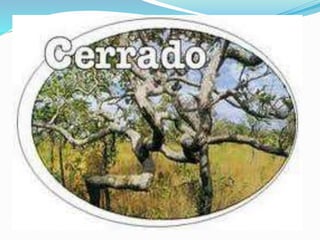 Domínio Morfoclimático do Cerrado - 31C