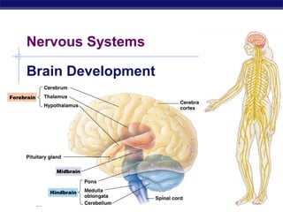 2007-2008AP Biology
Nervous Systems
Brain Development
 
