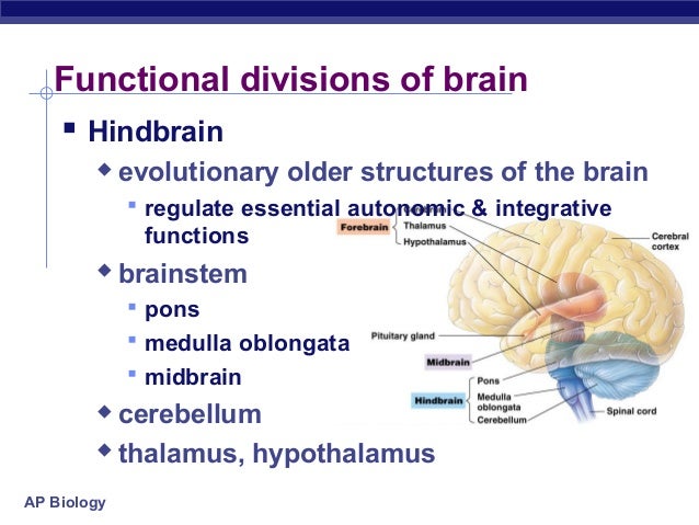 The Extends Through The Hindbrain Midbrain And Forebrain 31 ch45brain2007