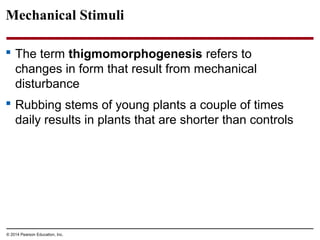 © 2014 Pearson Education, Inc.
Mechanical Stimuli
 The term thigmomorphogenesis refers to
changes in form that result from mechanical
disturbance
 Rubbing stems of young plants a couple of times
daily results in plants that are shorter than controls
 