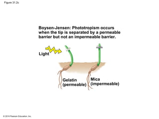 © 2014 Pearson Education, Inc.
Figure 31.2c
Boysen-Jensen: Phototropism occurs
when the tip is separated by a permeable
barrier but not an impermeable barrier.
Light
Gelatin
(permeable)
Mica
(impermeable)
 