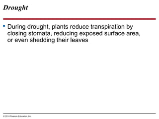 © 2014 Pearson Education, Inc.
Drought
 During drought, plants reduce transpiration by
closing stomata, reducing exposed surface area,
or even shedding their leaves
 