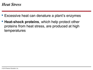 © 2014 Pearson Education, Inc.
Heat Stress
 Excessive heat can denature a plant’s enzymes
 Heat-shock proteins, which help protect other
proteins from heat stress, are produced at high
temperatures
 