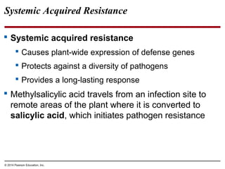 © 2014 Pearson Education, Inc.
Systemic Acquired Resistance
 Systemic acquired resistance
 Causes plant-wide expression of defense genes
 Protects against a diversity of pathogens
 Provides a long-lasting response
 Methylsalicylic acid travels from an infection site to
remote areas of the plant where it is converted to
salicylic acid, which initiates pathogen resistance
 