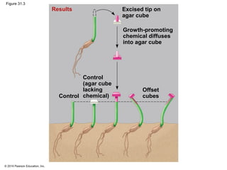 © 2014 Pearson Education, Inc.
Figure 31.3
Control
Results
Control
(agar cube
lacking
chemical)
Offset
cubes
Growth-promoting
chemical diffuses
into agar cube
Excised tip on
agar cube
 