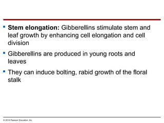 © 2014 Pearson Education, Inc.
 Stem elongation: Gibberellins stimulate stem and
leaf growth by enhancing cell elongation and cell
division
 Gibberellins are produced in young roots and
leaves
 They can induce bolting, rabid growth of the floral
stalk
 