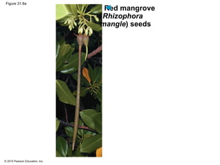 © 2014 Pearson Education, Inc.
Figure 31.8a
Red mangrove
(Rhizophora
mangle) seeds
 