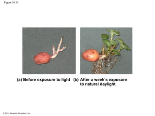 © 2014 Pearson Education, Inc.
Figure 31.11
(a) Before exposure to light (b) After a week’s exposure
to natural daylight
 