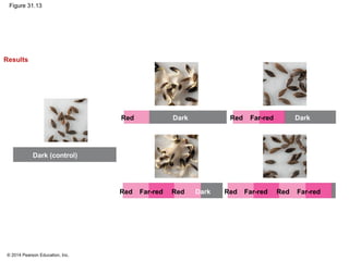 © 2014 Pearson Education, Inc.
Figure 31.13
DarkRed Red Far-red Dark
Dark (control)
Red Far-red Dark
Results
Red Red Far-red Red Far-red
 