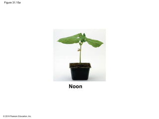 © 2014 Pearson Education, Inc.
Figure 31.15a
Noon
 