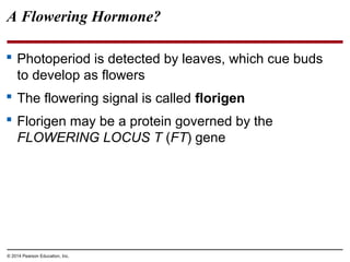 © 2014 Pearson Education, Inc.
A Flowering Hormone?
 Photoperiod is detected by leaves, which cue buds
to develop as flowers
 The flowering signal is called florigen
 Florigen may be a protein governed by the
FLOWERING LOCUS T (FT) gene
 