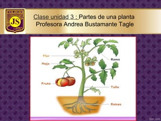 Clase unidad 3 : Partes de una planta
Profesora Andrea Bustamante Tagle
 