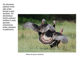 Os silvestres
pelexan entre
eles polas
femias e polo
territorio. Os
domésticos
tamén pelexan:
exhiben á roda,
gorxean,
empúxanse
polos costados
e petéiranse.
Pelexa de pavos silvestres
 