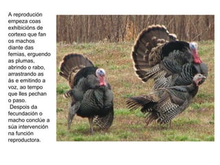 A reprodución
empeza coas
exhibicións de
cortexo que fan
os machos
diante das
femias, erguendo
as plumas,
abrindo o rabo,
arrastrando as
ás e emitindo a
voz, ao tempo
que lles pechan
o paso.
Despois da
fecundación o
macho conclúe a
súa intervención
na función
reproductora.
 