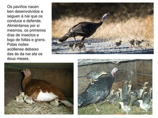 Os paviños nacen
ben desenvolvidos e
seguen á nai que os
conduce e defende.
Aliméntanse por si
mesmos, os primeiros
días de insectos e
logo de follas e grans.
Polas noites
acóllense debaixo
das ás da nai ata os
dous meses.
 