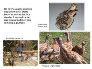Os paviños nacen cubertos
de plumón e moi pronto
botan as plumas das ás e
do rabo. Independízanse
das nais cando teñen case
completa a plumaxe.
Paviños de
poucos días
Paviños a media cría
Pavos xa emplumados
 