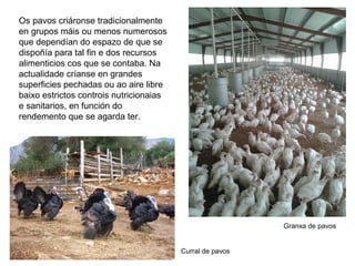 Os pavos criáronse tradicionalmente
en grupos máis ou menos numerosos
que dependían do espazo de que se
dispoñía para tal fin e dos recursos
alimenticios cos que se contaba. Na
actualidade críanse en grandes
superficies pechadas ou ao aire libre
baixo estrictos controis nutricionaias
e sanitarios, en función do
rendemento que se agarda ter.
Granxa de pavos
Curral de pavos
 