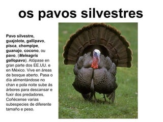 os pavos silvestres
Pavo silvestre,
guajolote, gallipavo,
pisca, chompipe,
guanajo, cocono, ou
pavo, (Meleagris
gallopavo). Atópase en
gran parte dos EE.UU. e
en México. Vive en áreas
de bosque aberto. Pasa o
día alimentándose no
chan e pola noite sube ás
árbores para descansar e
fuxir dos predadores.
Coñécense varias
subespecies de diferente
tamaño e peso.
 