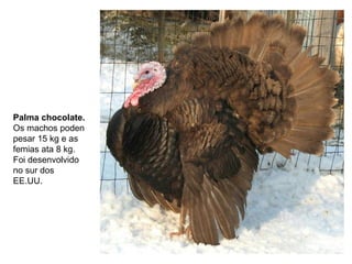Palma chocolate.
Os machos poden
pesar 15 kg e as
femias ata 8 kg.
Foi desenvolvido
no sur dos
EE.UU.
 
