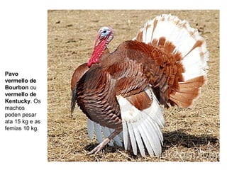 Pavo
vermello de
Bourbon ou
vermello de
Kentucky. Os
machos
poden pesar
ata 15 kg e as
femias 10 kg.
 