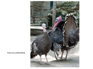 Pava cun pretendente
 