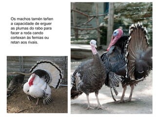 Os machos tamén teñen
a capacidade de erguer
as plumas do rabo para
facer a roda cando
cortexan ás femias ou
retan aos rivais.
 