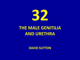 32
THE MALE GENITILIA
AND URETHRA
DAVID SUTTON
 